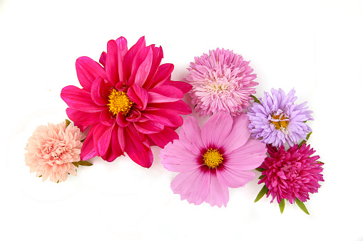 Colorful blossom of dahlia mignon, aster, cosmos flowers, view top.