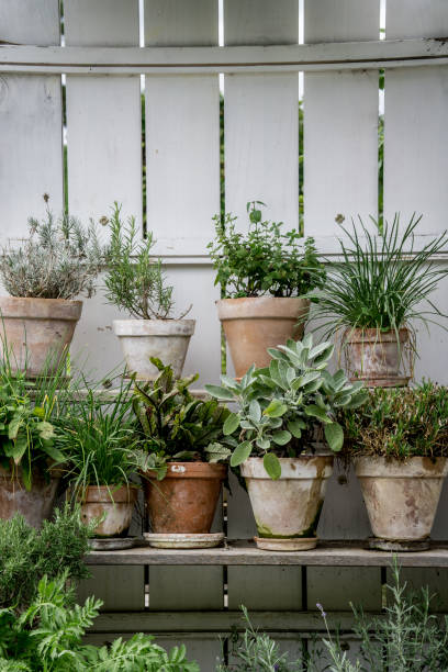 plantes vertes à base de plantes dans un petit jardin vertical - vertical garden photos et images de collection