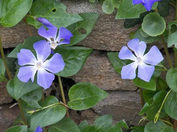 Vinca spreading along an old wall shooted close-up