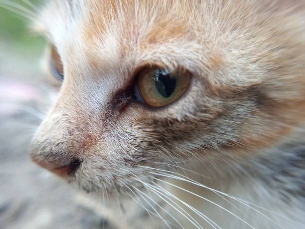 close-up photo of a stray kitten looking hungry and silent on the street