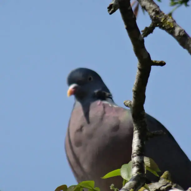 One perched wood pigeon with his branch focused on foreground.