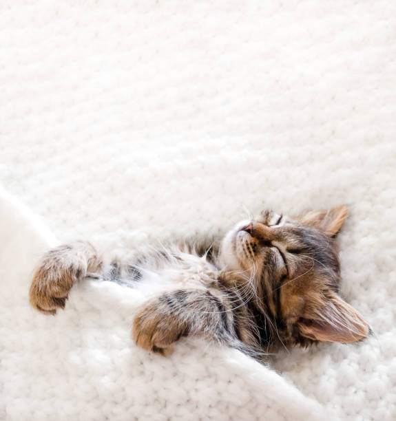 Cute little kitten sleeps on fur white blanket