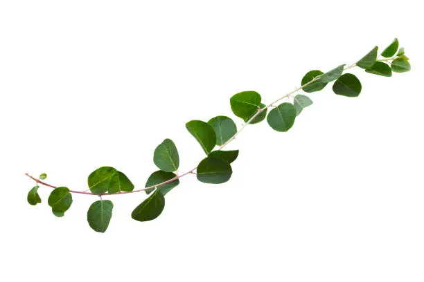 Photo of vines ivy