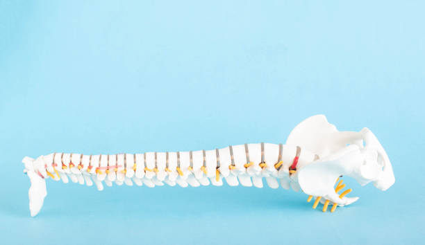 Human spine mockup on blue background. Diseases and Spine Concept and Treatment. Copy space for text Human spine mockup on blue background. Diseases and Spine Concept and Treatment. Copy space for text, osteoporosis facet joint photos stock pictures, royalty-free photos & images