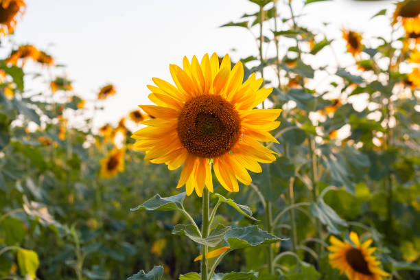 istock Beautiful sunflower backlit by the rays of the setting sun. 1338817716