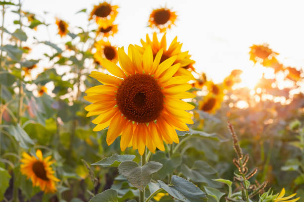 istock Beautiful sunflower backlit by the rays of the setting sun. 1338817744