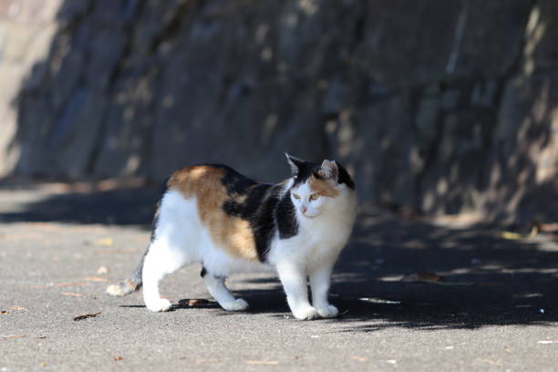 istock A calico cat that patrols the cat's territory. 1338817881