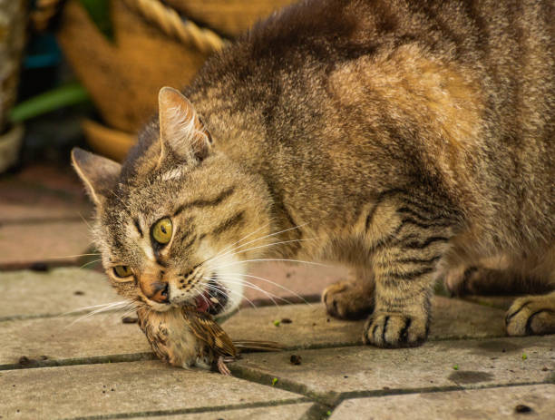 istock The cat has its sparrow prey 1338818030