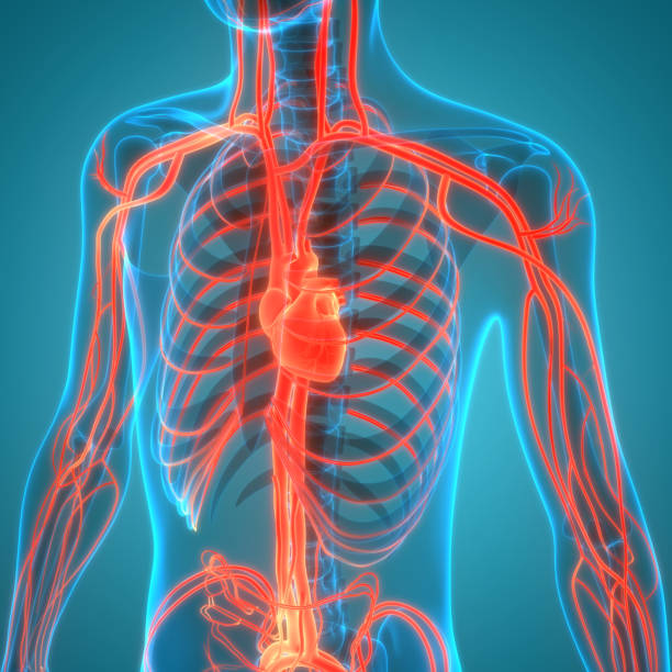 istock Human Circulatory System Heart Anatomy 1338818053
