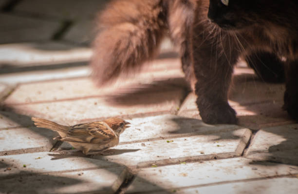 istock The cat has its sparrow prey 1338818093