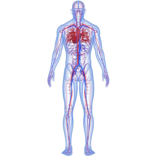 Photo of Human Circulatory System Heart Anatomy