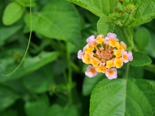 istock West Indian Lantana blossom  with natural  green background 1338818924