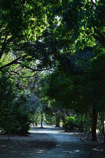 istock A winter park where the light that passes through the trees partially illuminates the walking path 1338819191