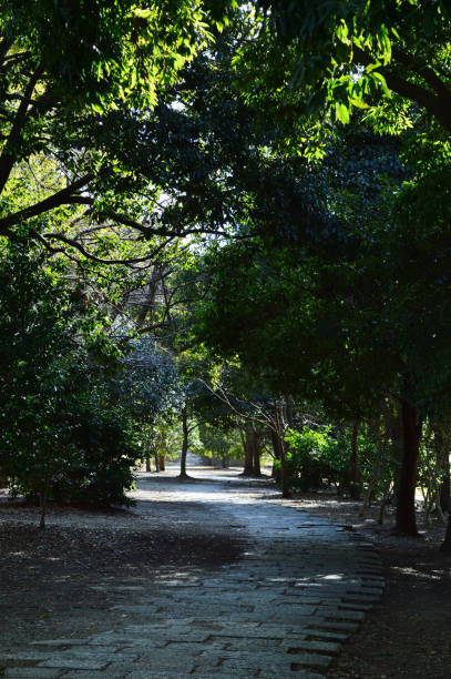 istock A winter park where the light that passes through the trees partially illuminates the walking path 1338819208