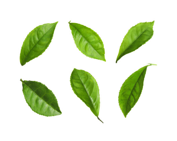 istock Set of fresh green tea leaves on white background 1338822012