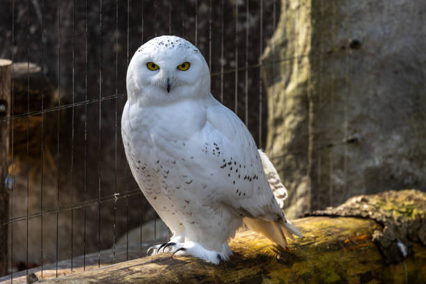 die schneeeule (bubo scandiacus) ist eine große, weiße eule aus der familie der eulen - owl snowy owl snow isolated stock-fotos und bilder