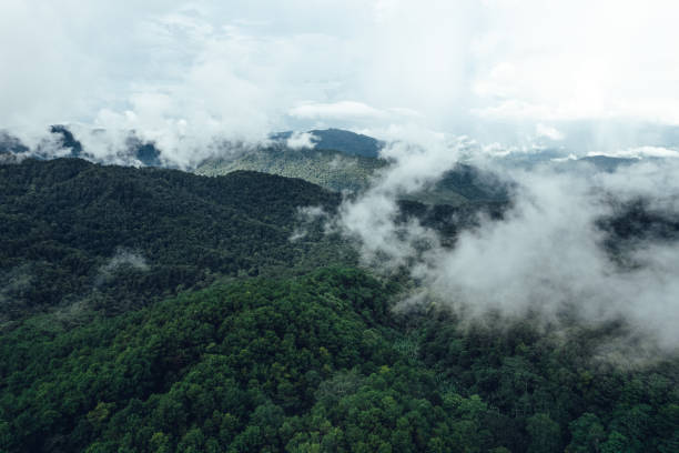 istock Pine forest in the mountains in the morning from above 1338823039