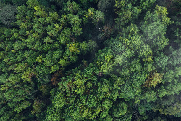 istock Pine forest in the mountains in the morning from above 1338823095