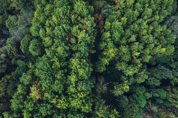 istock Pine forest in the mountains in the morning from above 1338823381