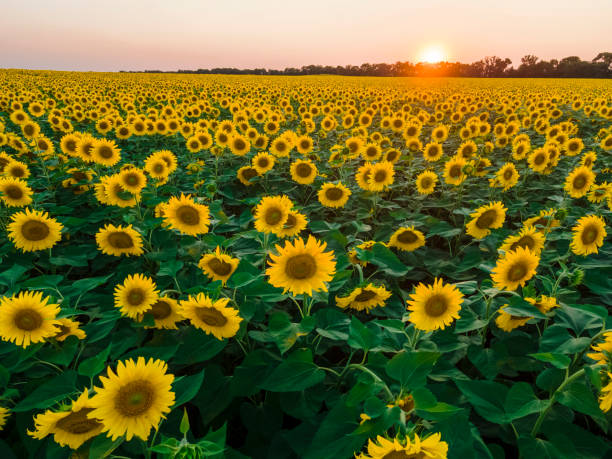 istock Beautiful evening landscape, sunset on a sunflowers field 1338823528