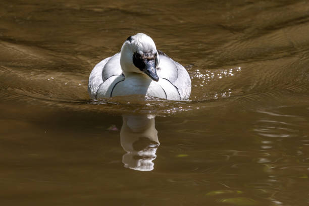 White female Smew, Mergellus albellus swimming in water in its natural habitat White female Smew, Mergellus albellus swimming in water in its natural habitat at Munich, Germany mergellus albellus stock pictures, royalty-free photos & images