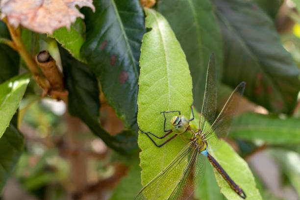 istock A large yellow-green dragonfly on a green leaf 1338823663