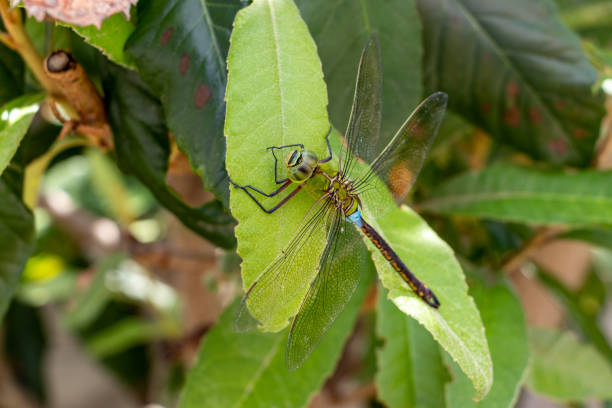 istock Anax parthenope perched on a green leaf 1338823676