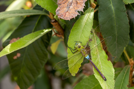 A large yellow-green dragonfly on a green leaf