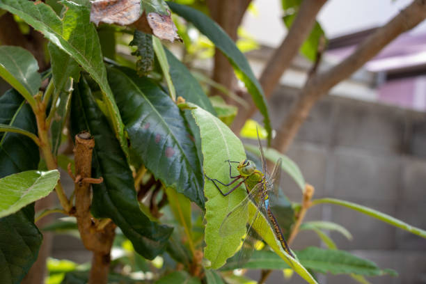 Anax parthenope perched on a green leaf