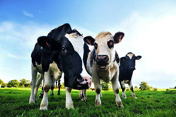 istock Cows on a green field - France 133882746