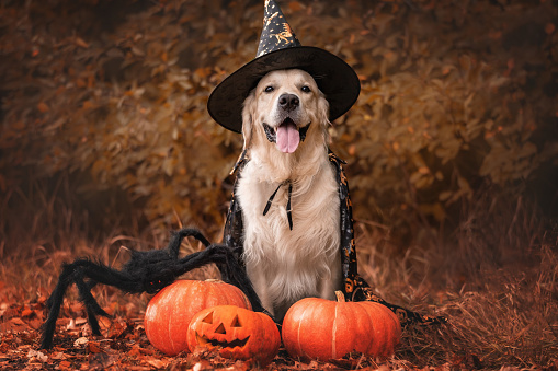 Un perro vestido de bruja para Halloween. Un golden retriever se sienta en un parque en otoño con calabazas naranjas y una gran araña para las vacaciones. photo