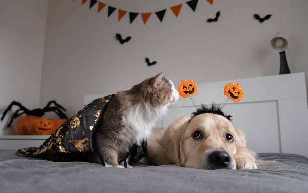 perro y gato con calabazas para halloween. golden retriever y gatito jugando en el sofá con disfraces de halloween - ropa para mascotas fotografías e imágenes de stock