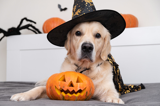 Un perro vestido de bruja para Halloween. Golden retriever en la sala de Halloween con calabazas, murciélagos, arañas photo