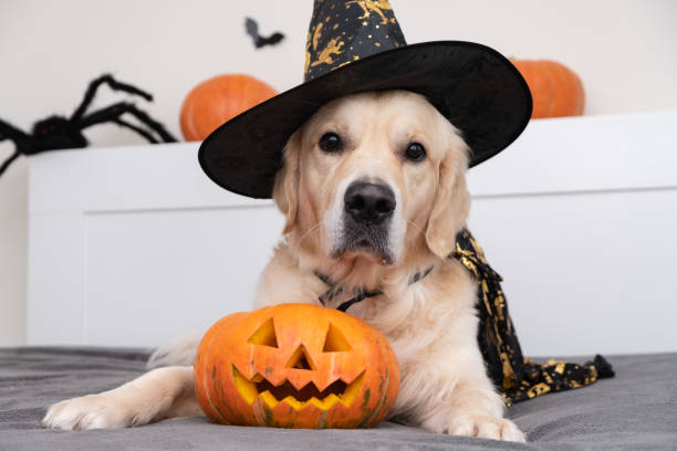 ハロウィーンの魔女に身を包んだ犬。カボチャ、コウモリ、クモとハロウィーンルームでゴールデンレトリバー - ペット服 ストックフォトと画像