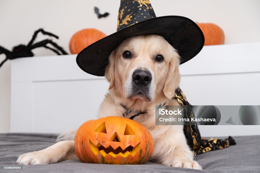 A dog dressed as a witch for Halloween. Golden retriever in Halloween room with pumpkins, bats, spiders Halloween Stock Photo