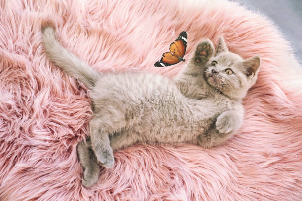 Scottish straight cat playing with butterfly on soft furry blanket, above view Scottish straight cat playing with butterfly on soft furry blanket, above view kitten photos stock pictures, royalty-free photos & images