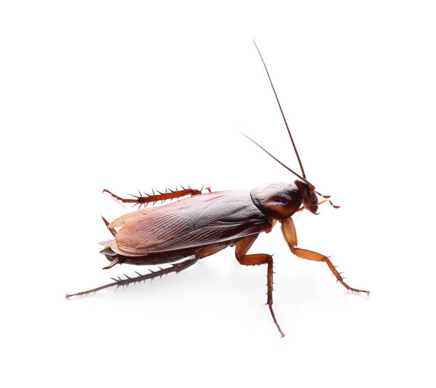 istock Brown cockroach isolated on white. Pest control 1338830782