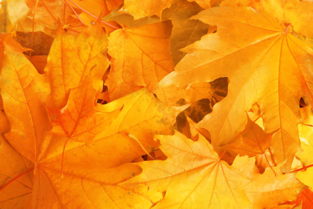istock Beautiful orange autumn leaves as background, top view 1338831113