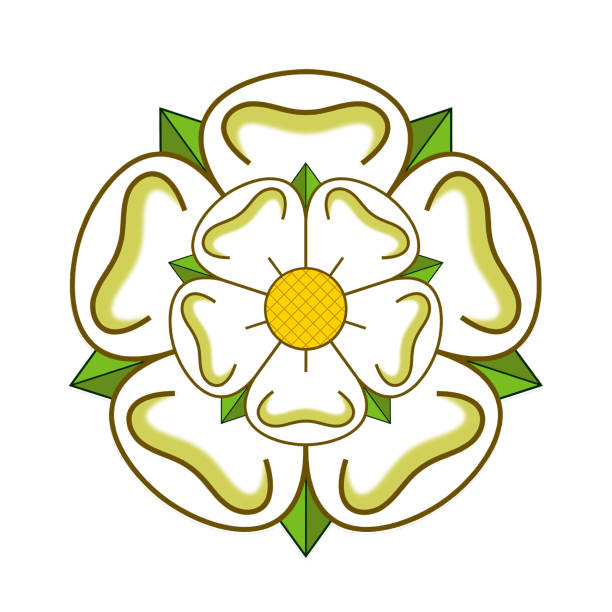 illustrations, cliparts, dessins animés et icônes de rose blanche d’york - yorkshire