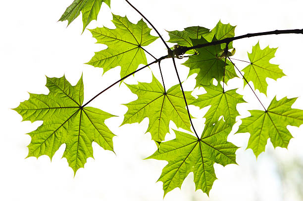 Maple leaves stock photo