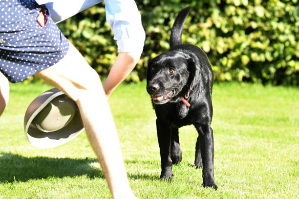 istock Dog and his bowl 1338831523
