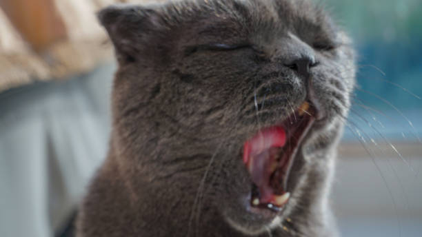 istock the cat yawns 1338832125