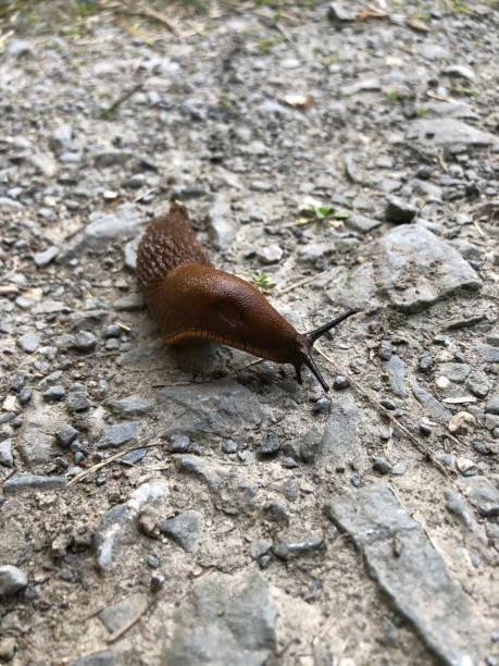 istock Nudibranch crawls across dirt road 1338832670