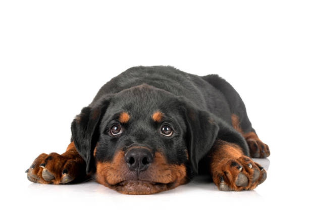 istock puppy rottweiler 1338832678
