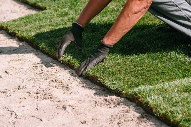 stapeln von rollgrünem rasengras. hände in gartenhandschuhen legen grünen sod. speicherplatz kopieren. - gartenarchitekt stock-fotos und bilder