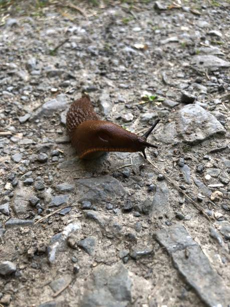 istock Nudibranch crawls across dirt road 1338832832