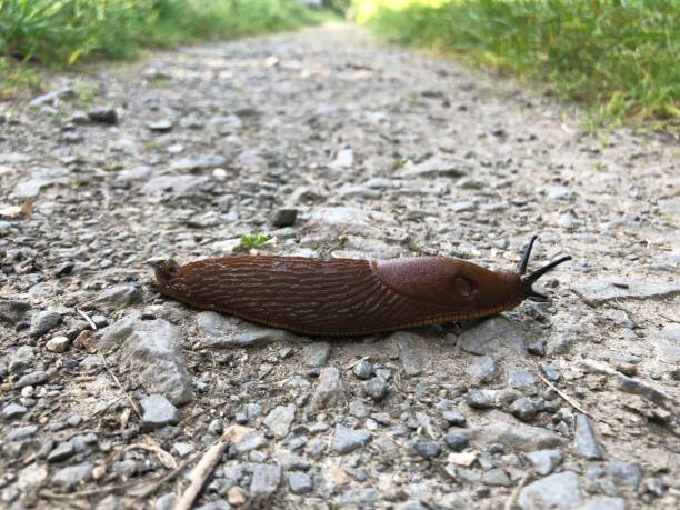 istock Nudibranch crawls across dirt road 1338832938
