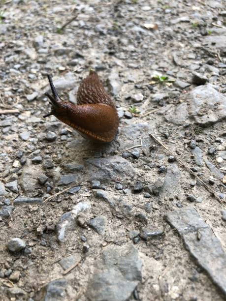istock Nudibranch crawls across dirt road 1338833504