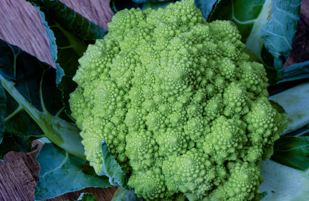 istock Golden Spiral Romanesco Cauliflower 1338833528