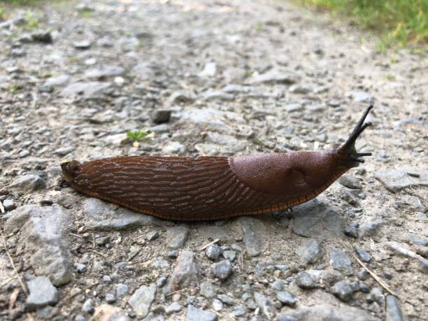 istock Nudibranch crawls across dirt road 1338833551